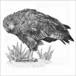 Solitary Eagle