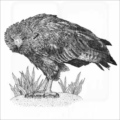Solitary Eagle