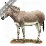 Somali Wild Donkey stock image