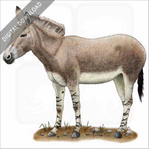 Somali Wild Donkey stock image