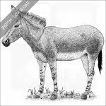 Somali Wild Donkey