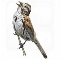 Song Sparrow illustration