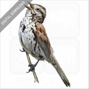 Song Sparrow stock image