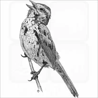 Song Sparrow