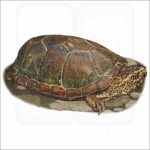 Sonoran Mud Turtle illustration