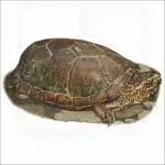 Sonoran Mud Turtle illustration