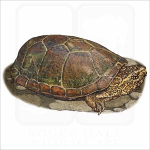 Sonoran Mud Turtle illustration