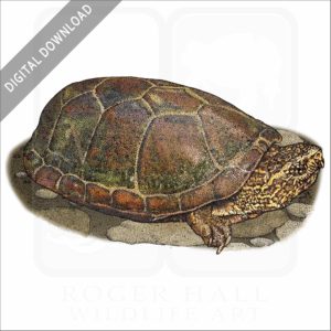 Sonoran Mud Turtle stock image
