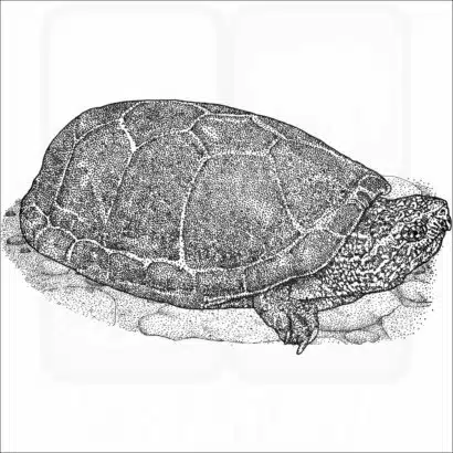 Sonoran Mud Turtle