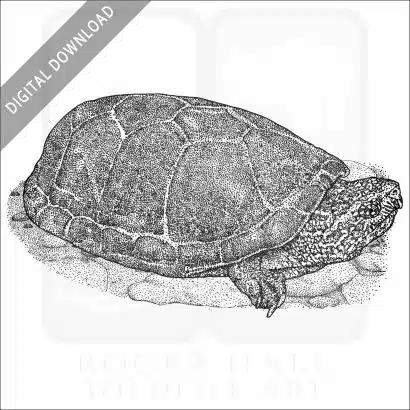 Sonoran Mud Turtle