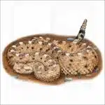 Sonoran Desert Sidewinder illustration