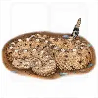 Sonoran Desert Sidewinder illustration
