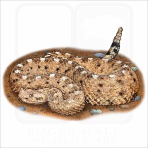 Sonoran Desert Sidewinder illustration