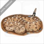 Sonoran Desert Sidewinder stock image