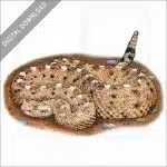 Sonoran Desert Sidewinder stock image