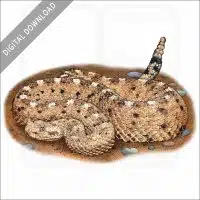 Sonoran Desert Sidewinder stock image