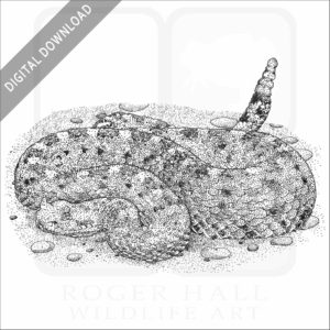 Sonoran Desert Sidewinder