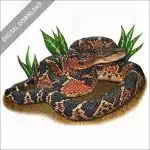 South American Bushmaster stock image
