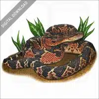 South American Bushmaster stock image