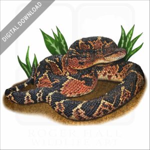 South American Bushmaster stock image