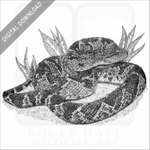 South American Bushmaster