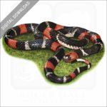 South American Coral Snake stock image