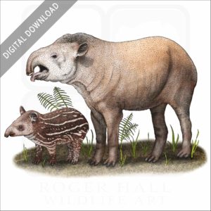 South American Tapir and young stock image