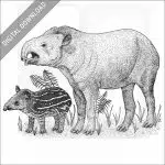 South American Tapir and young