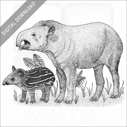 South American Tapir and young