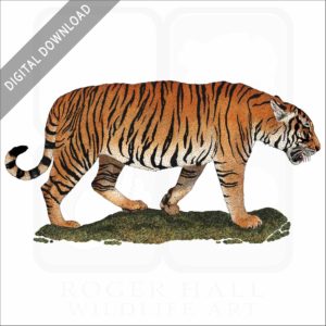 South China Tiger stock image