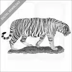South China Tiger