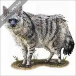 Southern Aardwolf stock image