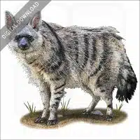 Southern Aardwolf stock image