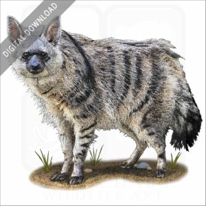 Southern Aardwolf stock image