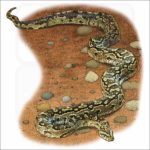 African Rock Python illustration