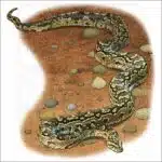 African Rock Python illustration