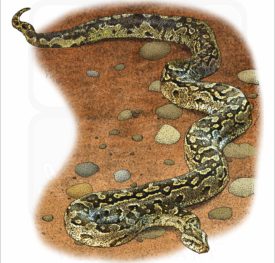 African Rock Python illustration