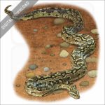 African Rock Python stock image