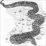African Rock Python