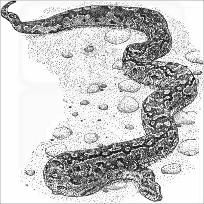 African Rock Python