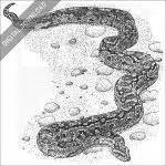 African Rock Python