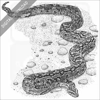 African Rock Python