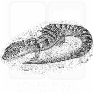 Southern Alligator Lizard