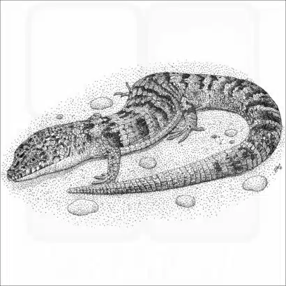 Southern Alligator Lizard