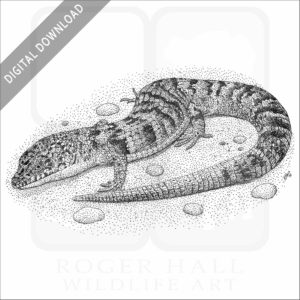 Southern Alligator Lizard