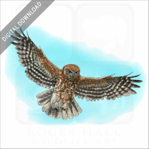 Australian Boobook Owl