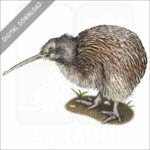 Southern Brown Kiwi stock image