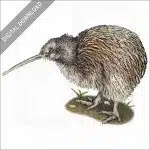 Southern Brown Kiwi stock image