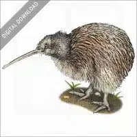 Southern Brown Kiwi stock image