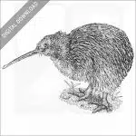 Southern Brown Kiwi